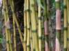 bamboo_small.jpg