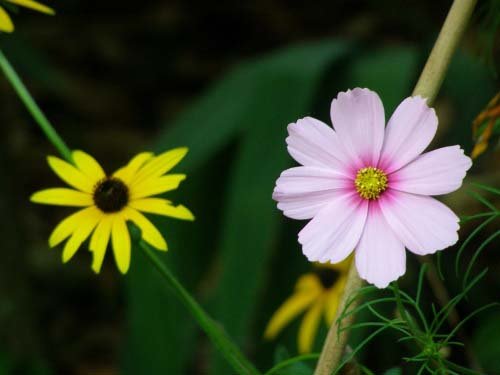 flowers.jpg