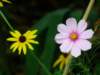 flowers_small.jpg