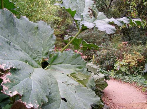 gunnera.jpg