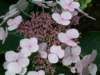 hydrangea_small.jpg