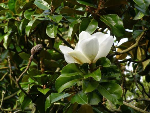 magnolia.jpg