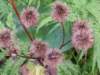 seedheads_small.jpg