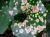 spottedleaf_small.jpg