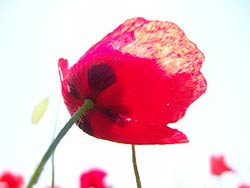 poppy
