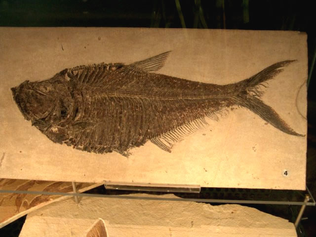 dsc09367_0044.jpg