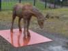 ironpony2_small.jpg