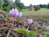 cyclamen_small.jpg