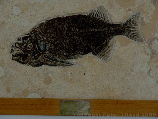 noc_0019.jpg