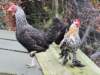 chickens_small.jpg