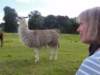 llamafiona_small.jpg