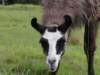 llamaportrait_small.jpg