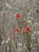 poppies_small.jpg