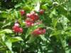 spindleberries_small.jpg