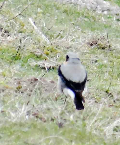 wheatear.jpg