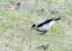 wheatear2_small.jpg