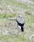 wheatear_small.jpg