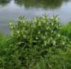 comfrey_small.jpg