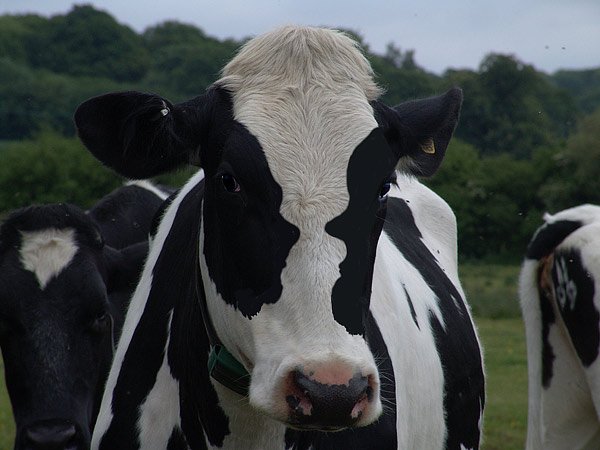 cow.jpg