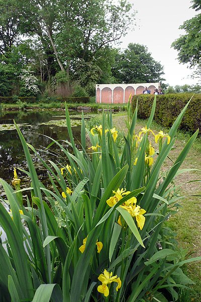 iris2.jpg