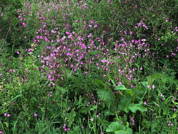 redcampion.jpg
