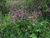 redcampion_small.jpg