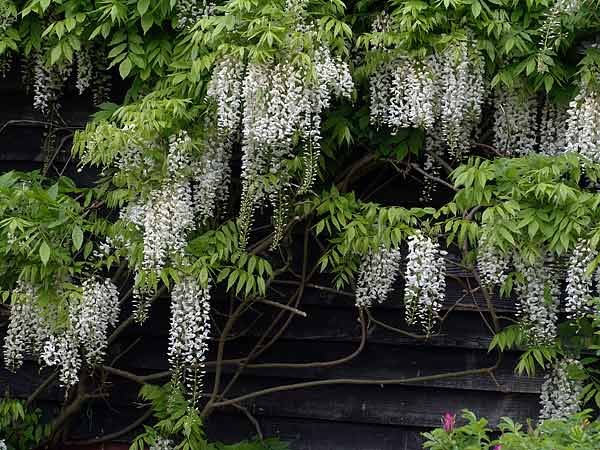 wisteria.jpg