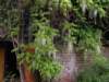 wisteria2_small.jpg