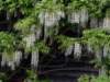 wisteria_small.jpg