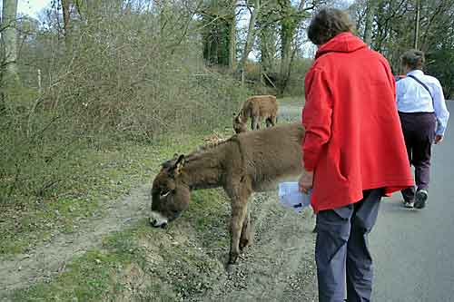 donkey2