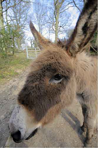 donkey