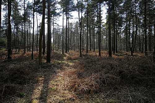 forest