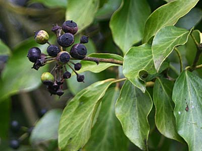ivy fruit