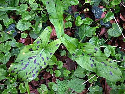 cuckoo pint