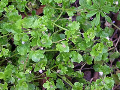 speedwell