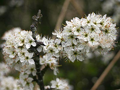sloe