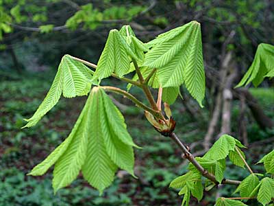 chestnut