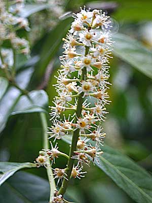 laurel