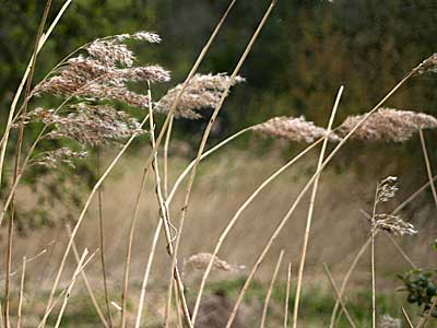 reed