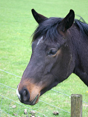 pony